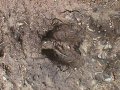 #2: Hopefully this was not the footprint of a momma and her babies