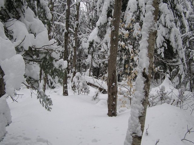 Looking East from the confluence