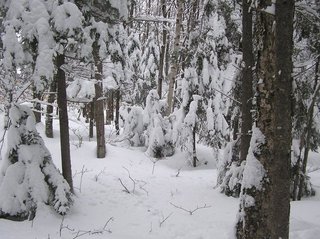 #1: Looking North from the confluence