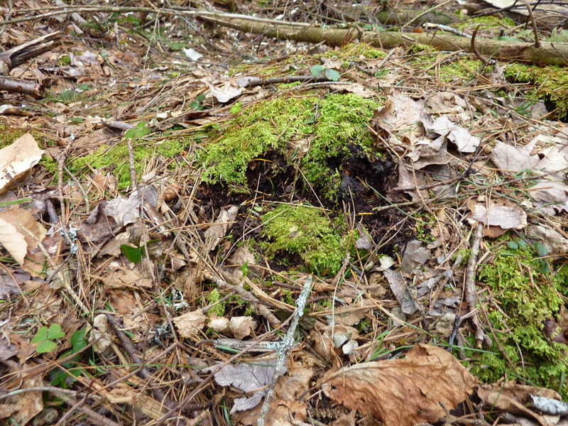 Is this the footprint of a bear?