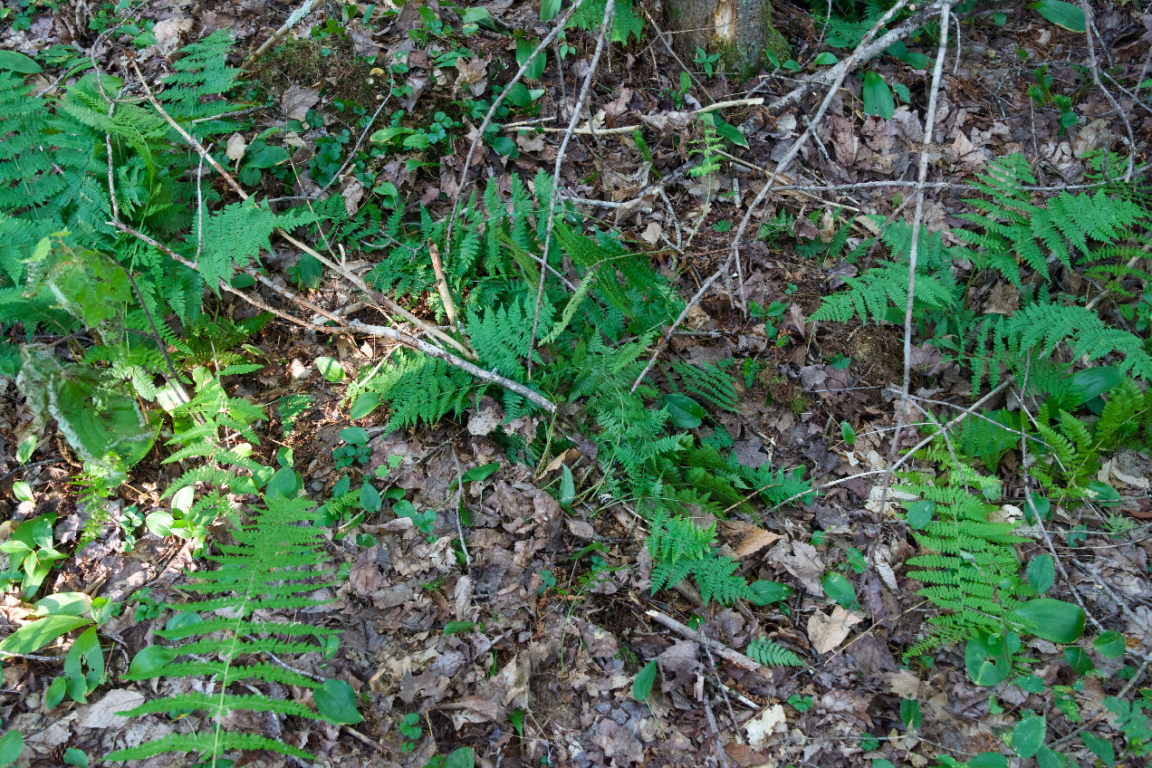 Ground cover at the confluence point