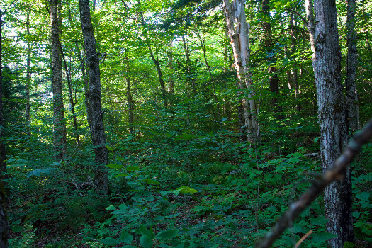 #1: The confluence point lies within a large forest.  (This is also a view to the North.)