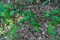 #5: Ground cover at the confluence point