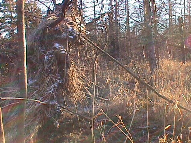 Uprooted trees were part of the challenge