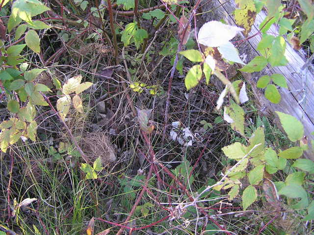 Ground cover at the confluence site.