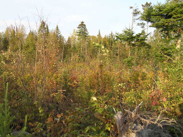 View to the northeast from the confluence.