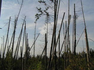 #1: View toward Canada, toward the north, from the confluence of 45 North 72 West.