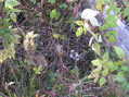 #3: Ground cover at the confluence site.