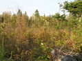 #4: View to the northeast from the confluence.