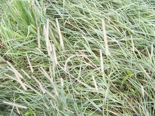#1: grass at the confluence