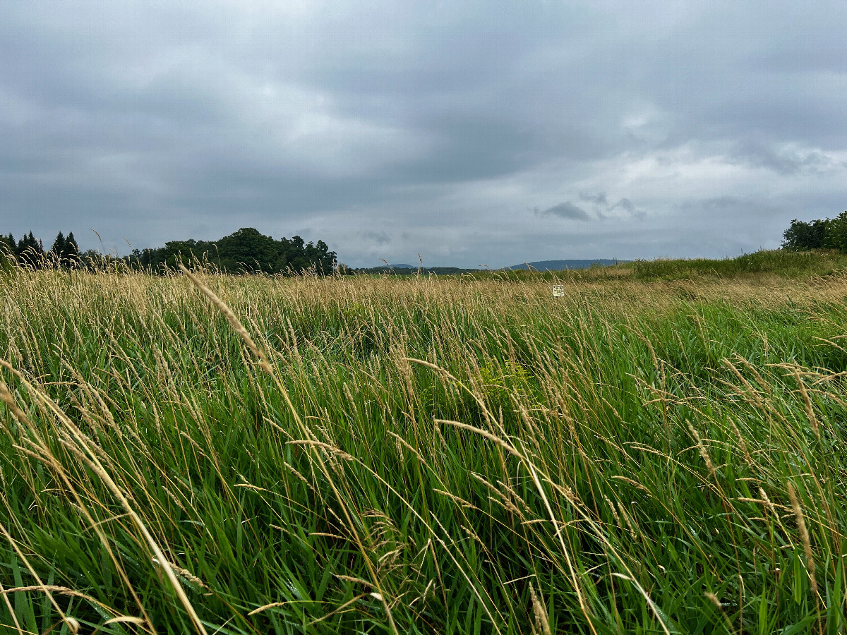 The confluence point lies in this overgrown field, marked by a “No Trespassing” sign.  (This is also a view to the East.)