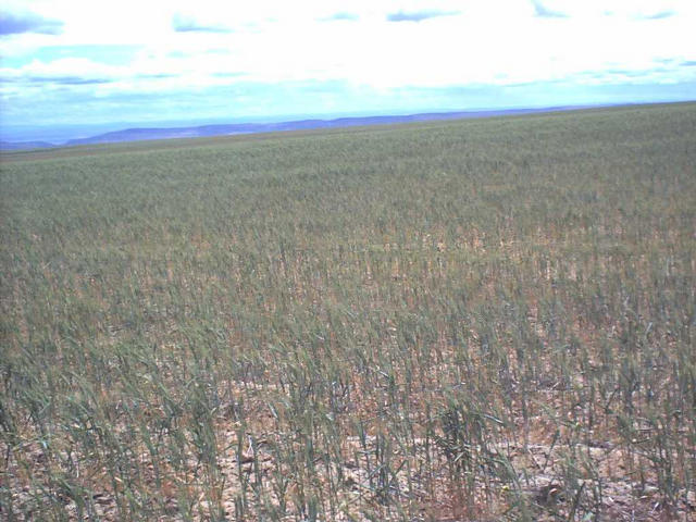 View to south from confluence, Canoe Ridge visible.