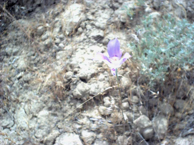 Mariposa Lilly, a late-blooming wildflower of the eastern Washington shrub-steppe.