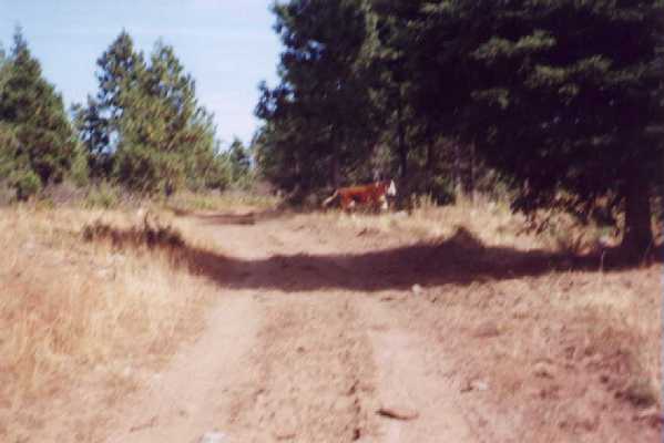 One of the area's reclusive cows runs across the road to get away from us.