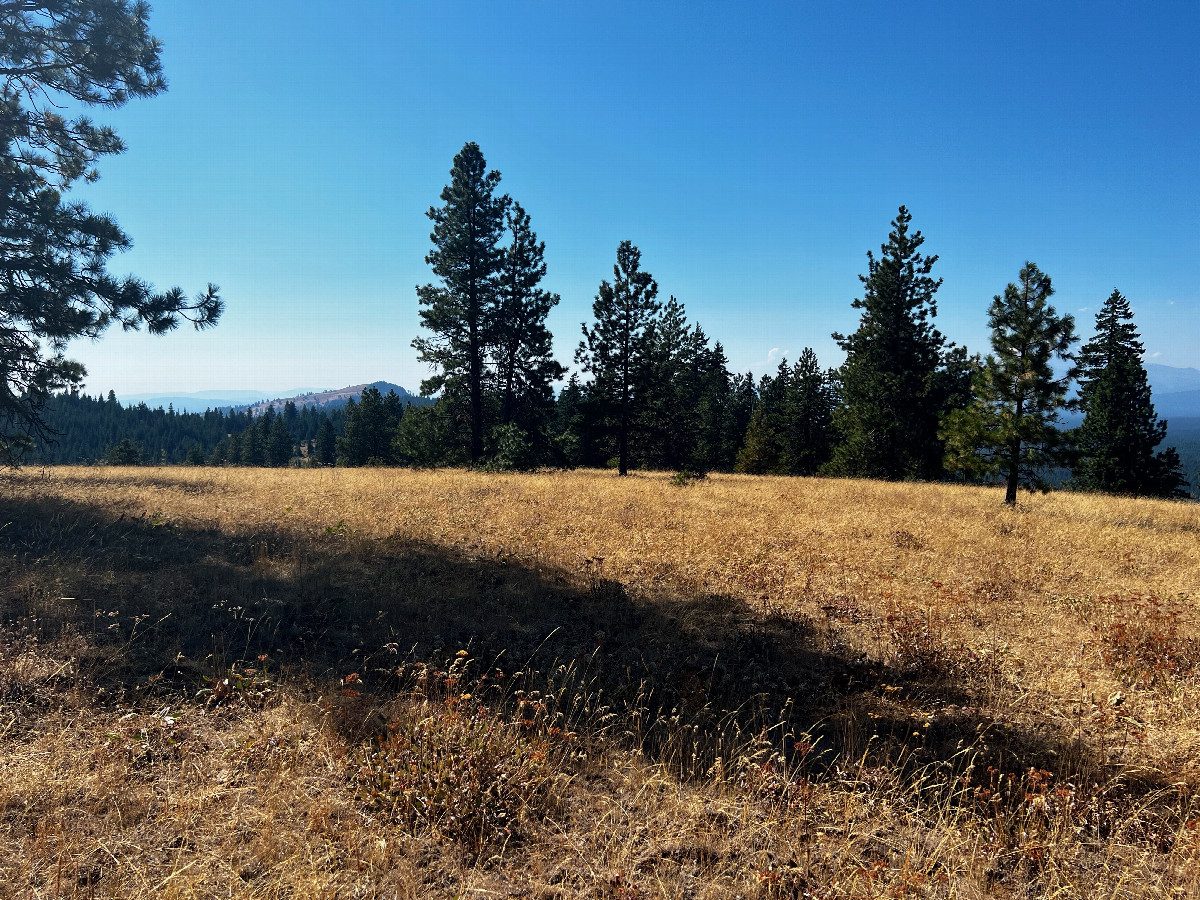 The confluence point lies in a grassy meadow, surrounded by pine trees.  (This is also a view to the West.)