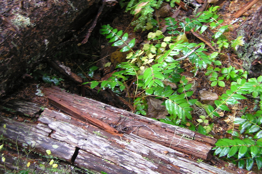 Ground cover at the confluence site.