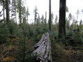 #6: Log view from the confluence to the west.