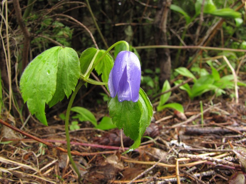 Anemone oregana