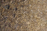 #5: Ground cover at the confluence point