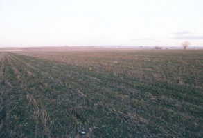 #1: Looking SE from the confluence at the agricultural land.