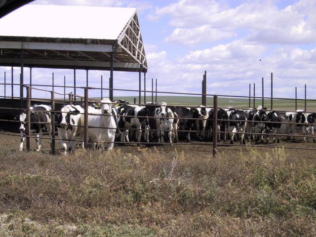Cattle in a feed lot about 1500m nw of confluence