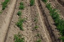 #5: The confluence point lies in a farm field, just 50 feet from a road