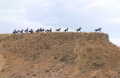 #2: The Wild Horses Monument near Vantage, WA. (West)
