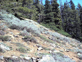#1: Exact confluence point, above basalt cliff