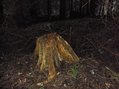 #5: Stump at 47/122