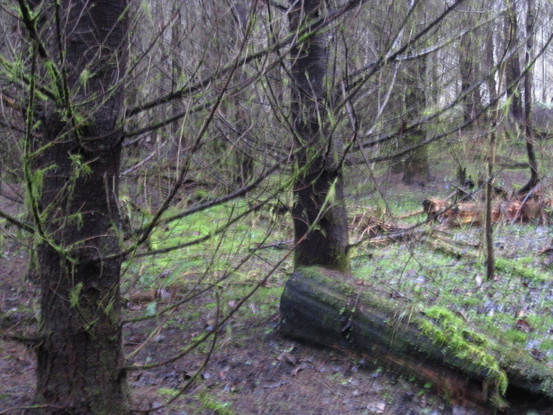 The spot in the wet forest