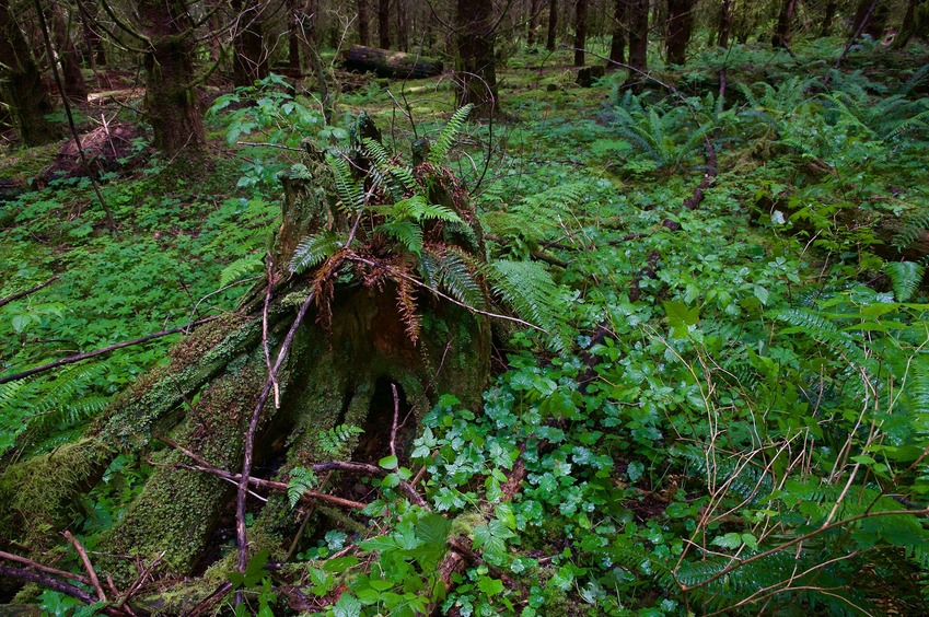 The confluence point lies in a beautiful tract of forest