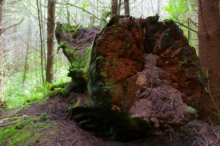A large tree stump near the confluence point 