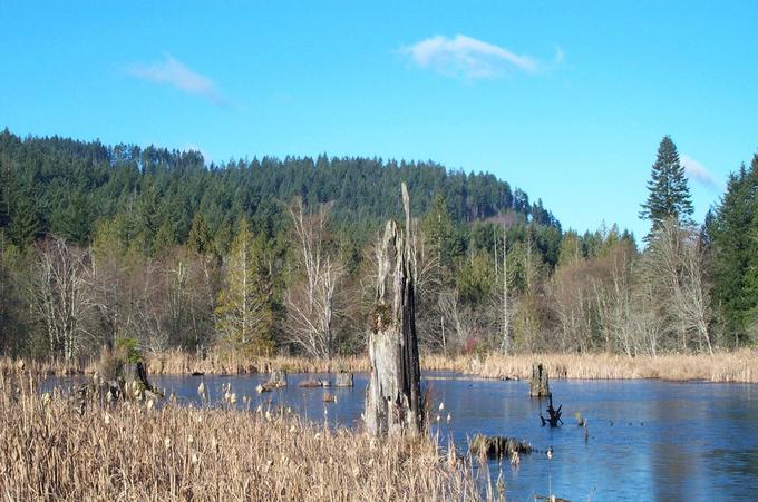 Beaver pond on nature trail
