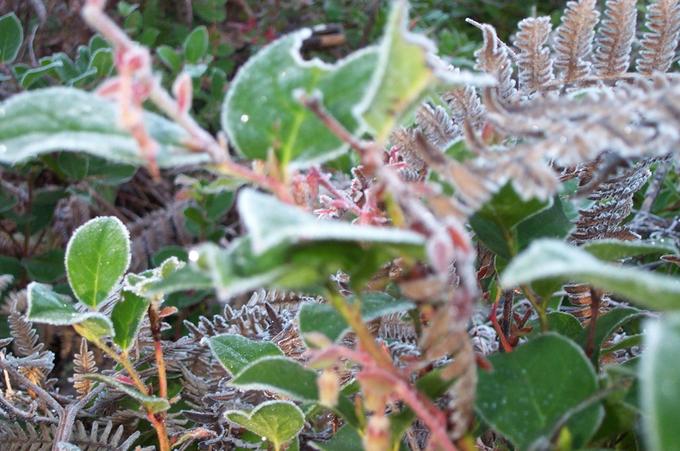 Frosty foliage at the confluence