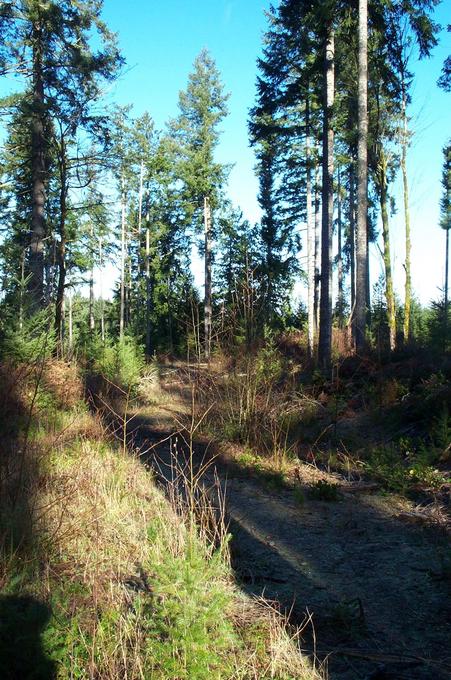 Logging road to the confluence