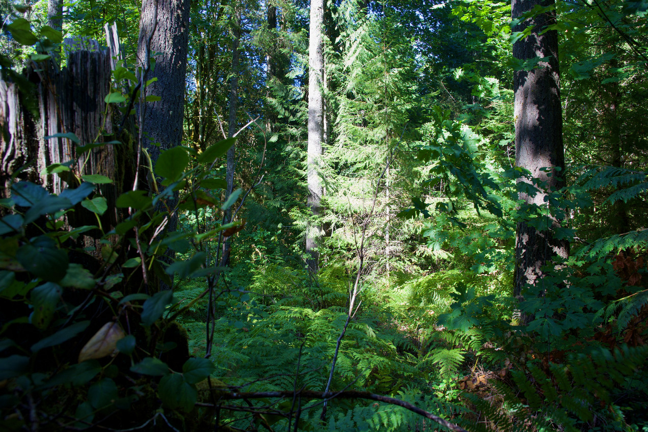 The confluence point lies in thick forest.  (This is also a view to the North.)