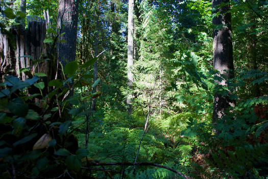 #1: The confluence point lies in thick forest.  (This is also a view to the North.)