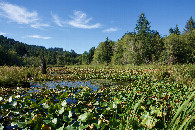 #12: The McLane Creek Trail wetlands