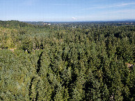#9: View East (with a view of Mt. Rainier), from 120m above the point