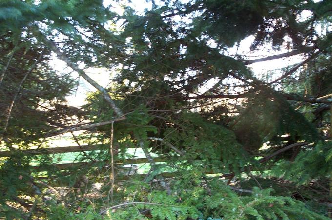 Slightly blurry, but the GPS claimed that the actual confluence point is between the lens and the fence, in the trees.