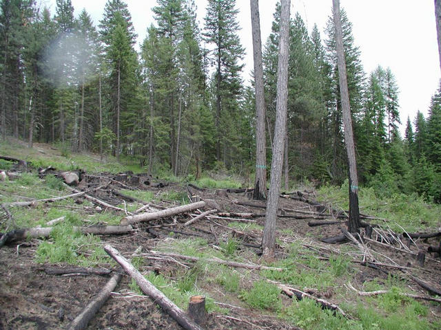 Standing on the confluence, looking east