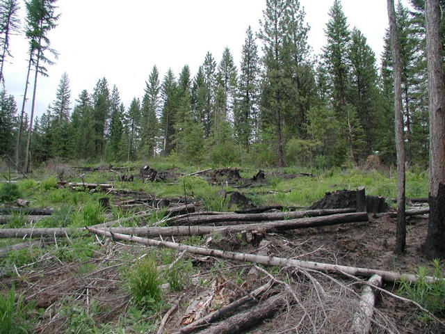 Looking north, with the confluence at the bottom center of the photo