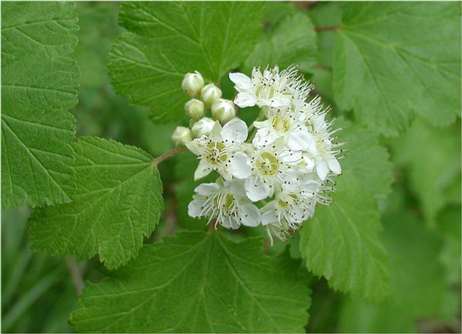 Lots of this pretty plant around...