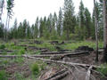 #2: Looking north, with the confluence at the bottom center of the photo