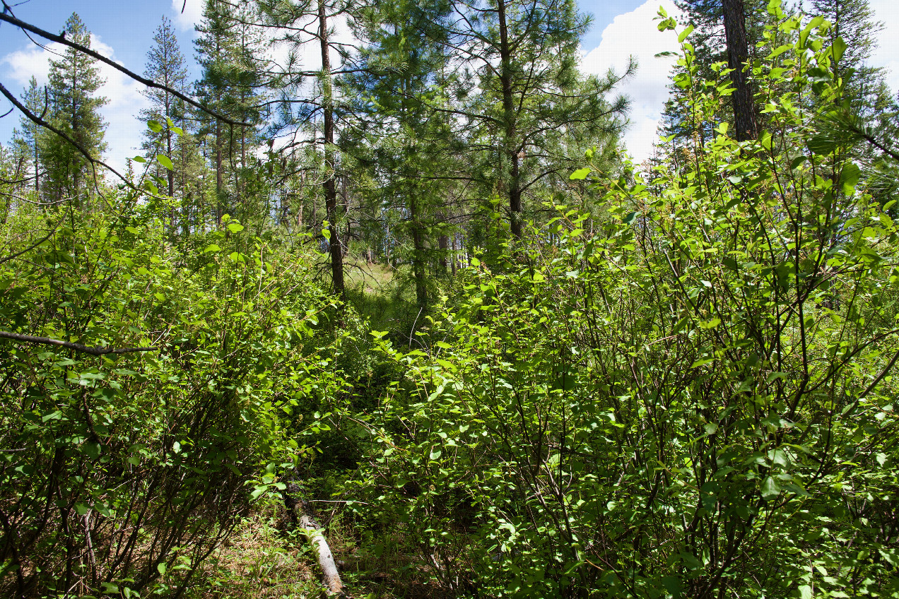 The confluence point lies in a stand of trees, next to a large mostly open area.  (This is also a view to the East.)