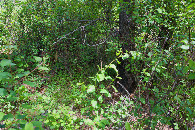 #5: Ground cover at the confluence point