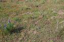 #5: The confluence point lies in a flat grassy area, next to a gravel road