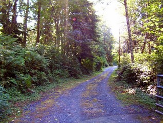 #1: View to the east up the driveway toward the confluence.