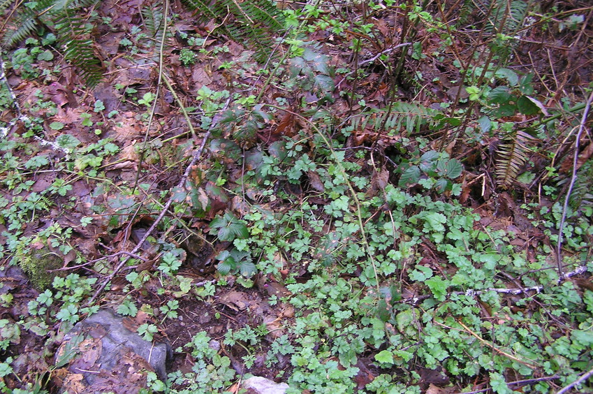 Groundcover at the confluence point.