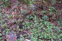 #7: Groundcover at the confluence point.
